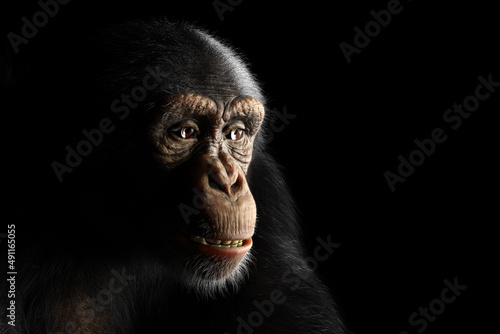 Photographie Chimpanzee monkey face portrait on black