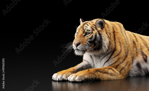 Tiger portrait on black