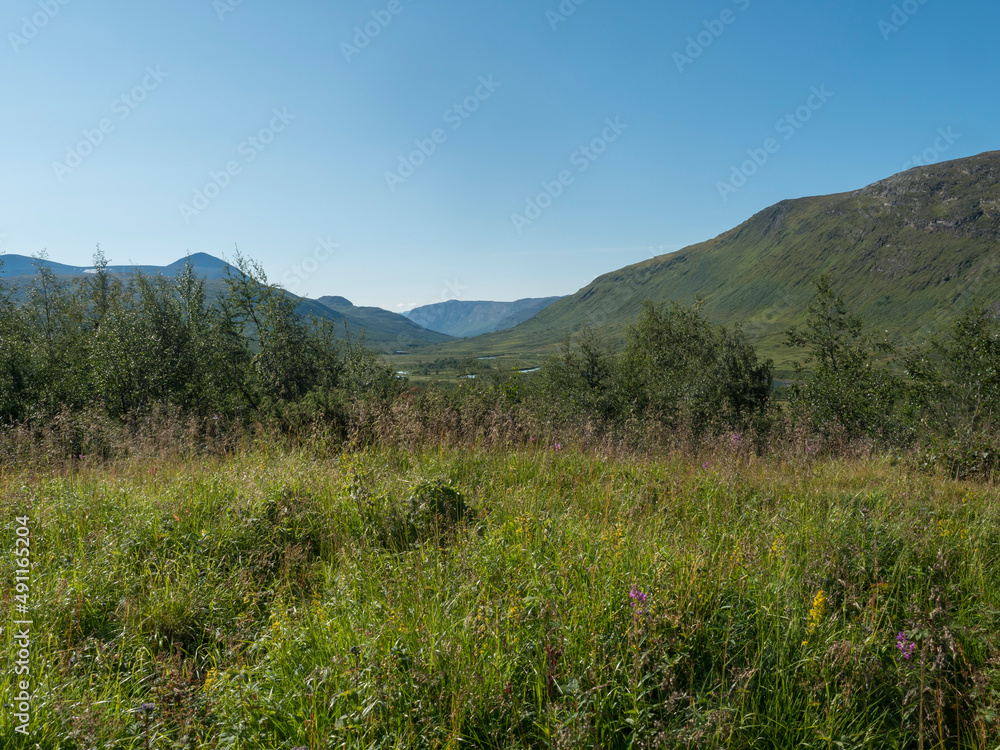 Beautiful northern landscape in Swedish Lapland with green meadow, flowers, birch trees, hills and winding river stream at Padjelantaleden hiking trail. Summer day, blue sky.