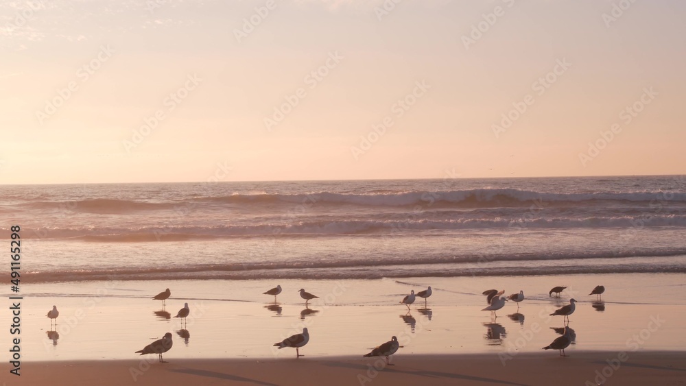 Seagull birds by ocean water on beach, sea waves at sunset in California, USA. Flock or colony of avian on coast littoral sand of pacific shore, many sea gulls and seascape at sundown on Mission beach