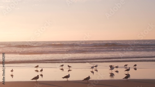Seagull birds by ocean water on beach, sea waves at sunset in California, USA. Flock or colony of avian on coast littoral sand of pacific shore, many sea gulls and seascape at sundown on Mission beach © Dogora Sun