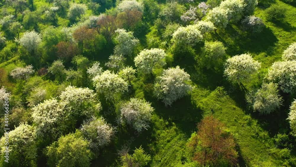 Ornamental garden with blooming lush cherry trees on a sunny day. Filmed in 4k, drone video. Ornamental garden with blooming lush cherry trees on a sunny day. Filmed in 4k, drone video.