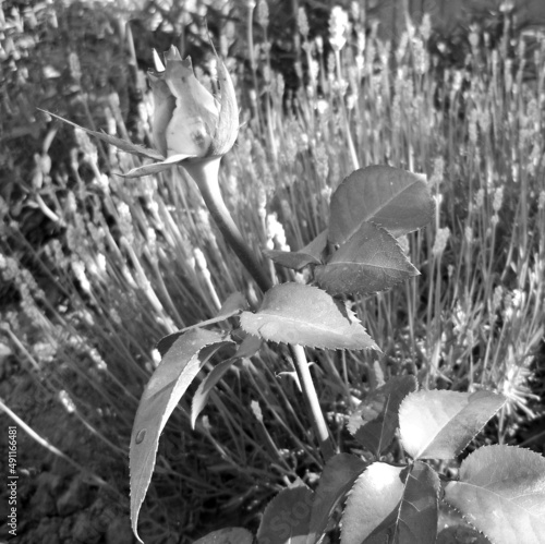 Bouquet wildflowers prickly rose blooming in garden photo