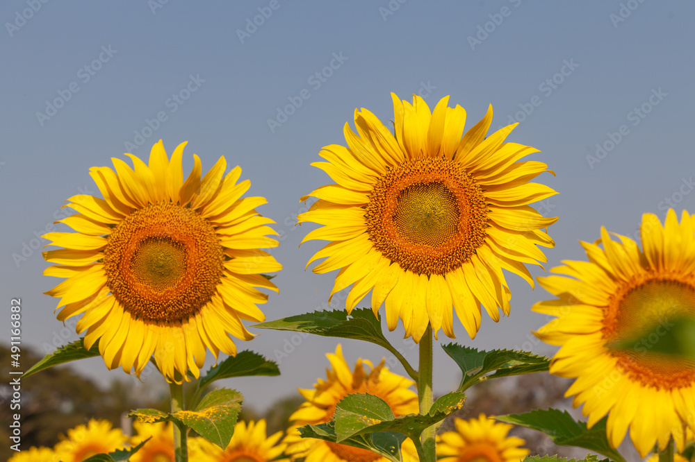 roll of sunflower in field with selective focus roll of sunflower in field with selective focus