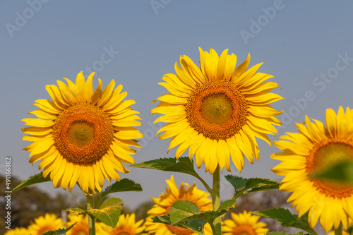 roll of sunflower in field with selective  focus