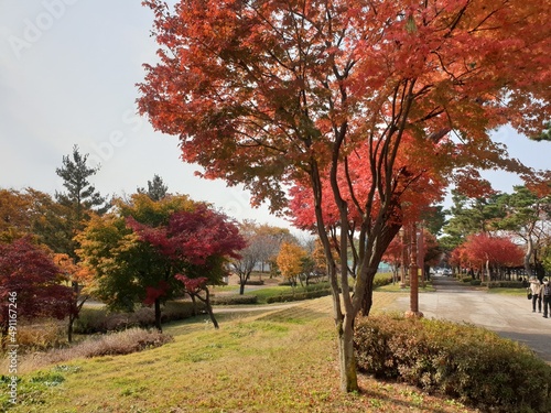 꽃 배경 마을 가을 단풍 고즈넉한 풍경 따스한배경 © 효준 장