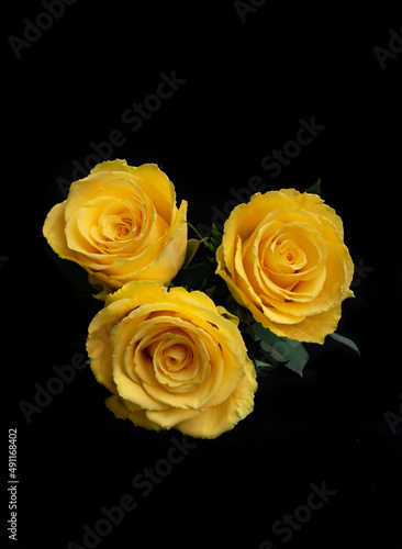 Close-up of three beautiful yellow roses isolated on black background. Pretty bright roses.