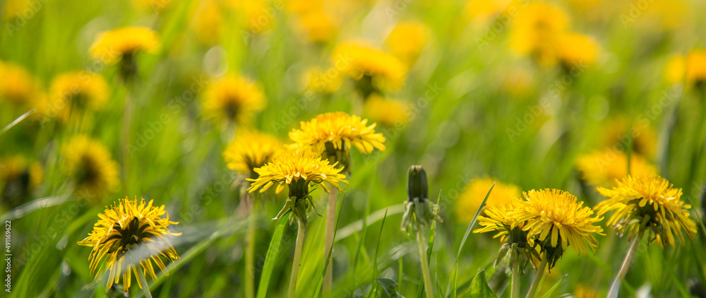 Lots of yellow dandelions on the green grass. Background. Selective focus. Banner