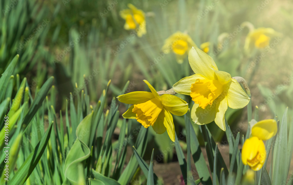 Obraz premium Beautiful colorful narcissus or Daffodil close up evening light. Narcissus is a genus of predominantly spring perennial plants of the amaryllis family, Amaryllidaceae.