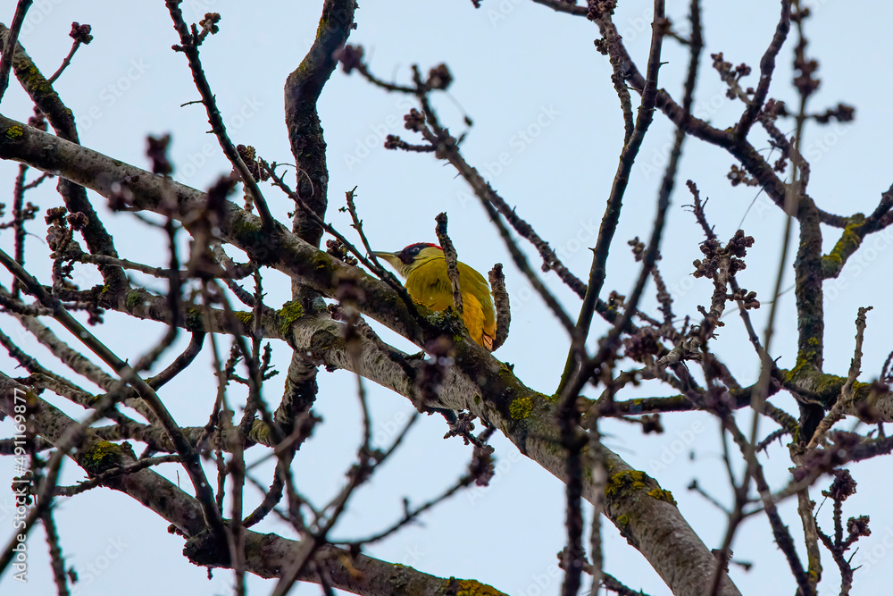 Green woodpecker (Picus viridis) on a Willow tree Green woodpecker (Picus viridis) on a Willow tree