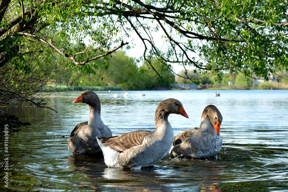 Fototapeta premium gray geese swim in the river