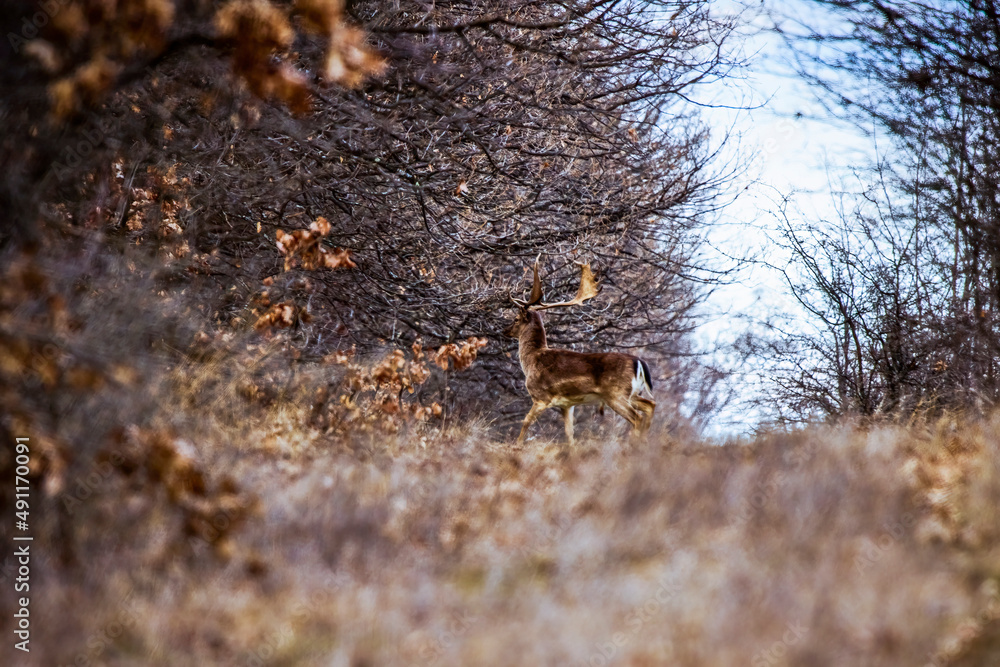 Fototapeta premium (Dama dama), in a forest, is a herbivorous mammal of the family Cervidae.