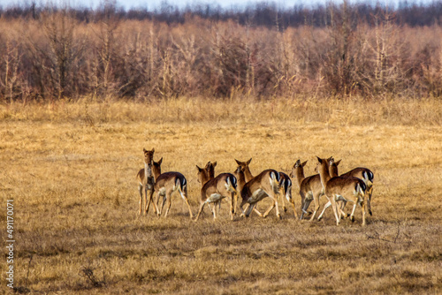 Fototapeta Naklejka Na Ścianę i Meble -  group of deer on a field of dry grass