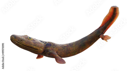 Photography Tiktaalik, prehistoric transitional species between fish and legged animals isol