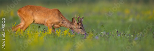 Roe deer, capreolus capreolus, grazing on meadow in summer with copy space. Roebuck feeding on grassland with space for text. Brown mammal pasturing on glade in summertime.