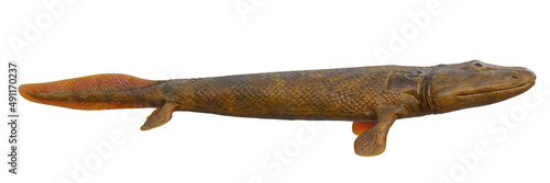 Tiktaalik, transitional species between fish and legged animals isolated on white background, side view photo