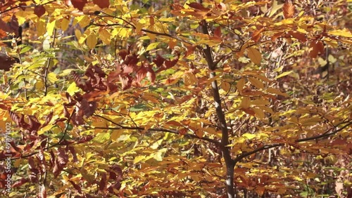 Wallpaper Mural A small wind sways the yellow leaves on the trees in the fall in the forest Torontodigital.ca