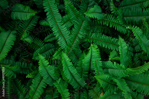 Fototapeta Naklejka Na Ścianę i Meble -  Full Frame of Fern Leaves Pattern Background, Nature Lush Foliage Leaf  Texture , tropical leaf