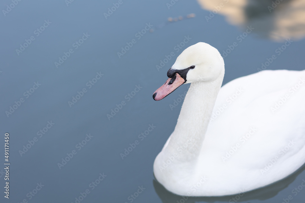 Obraz premium Swan close-up. Soft focus.