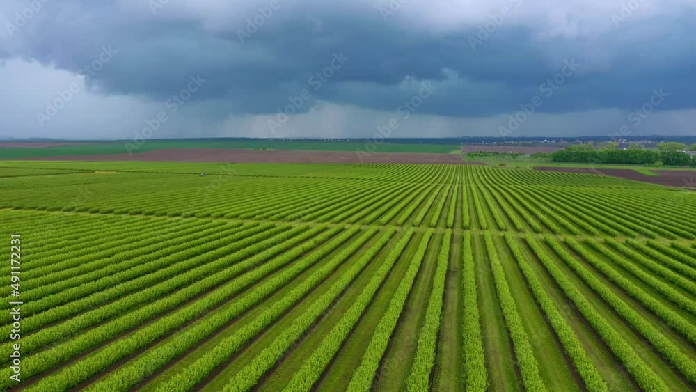Spectacular view of rows blackcurrant bushes from a bird's eye view. Filmed in UHD 4k video. Spectacular view of rows blackcurrant bushes from a bird's eye view. Filmed in UHD 4k video.