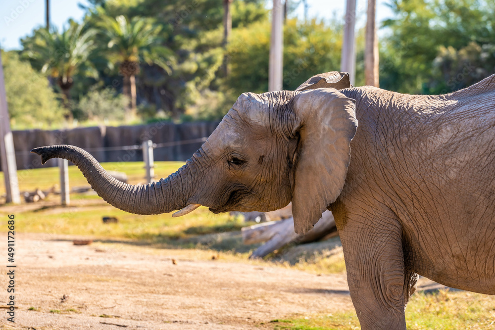 A large African Elephant in Tucson, Arizona