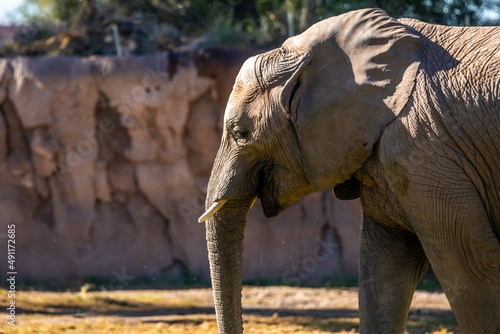 A large African Elephant in Tucson  Arizona