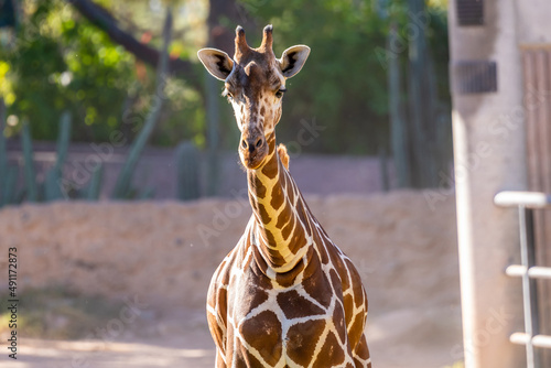 Photography A long slender giraffe in Tucson, Arizona