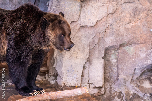 A large Grizzly Bear in Tucson, Arizona