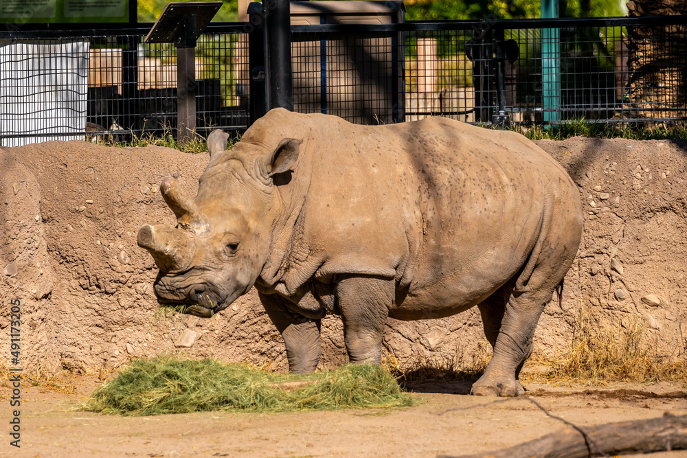 Obraz premium A Southern White Rhinoceros in Tucson, Arizona