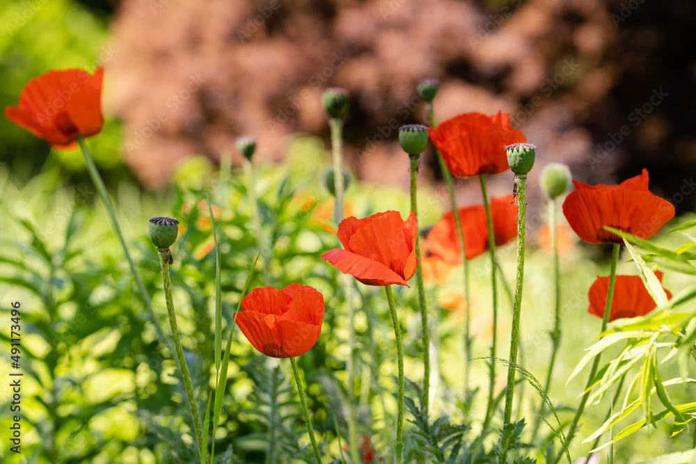 Fototapeta premium Mohn im Sommer