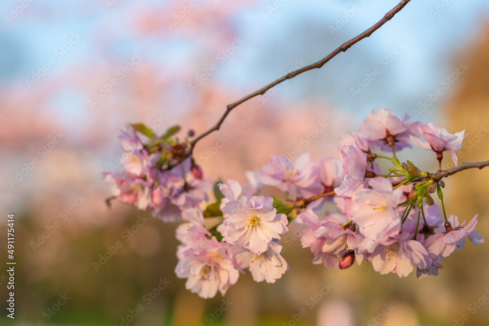 Close up photo of pink blooming Sakura tree in Tallinn Snelli park on a sunny spring evening. Blooming branch close up. Tallinn, Estonia.