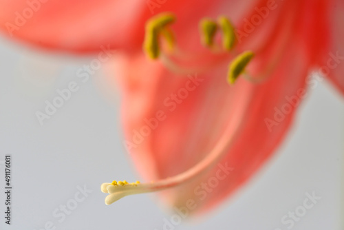 Fotografi Amaryllis flower, pistil with seeds