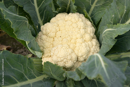 
Fresh Cauliflower the raw vegetable grows in organic soil in the garden. Organic farming of fresh cauliflower plantation.  Natural Agriculture Background view.