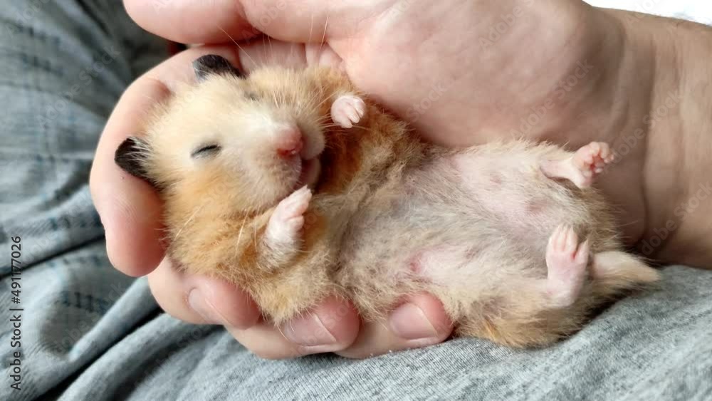 Syrian hamster sleeps in man hand with raised paws, close-up Syrian hamster sleeps in man hand with raised paws, close-up