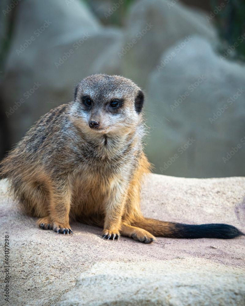 Fototapeta premium Erdmännchen auf Felsen hält Wache