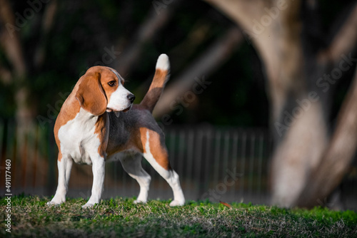 Beagle dog standing, dog show, purebred beagle, park, sun lights