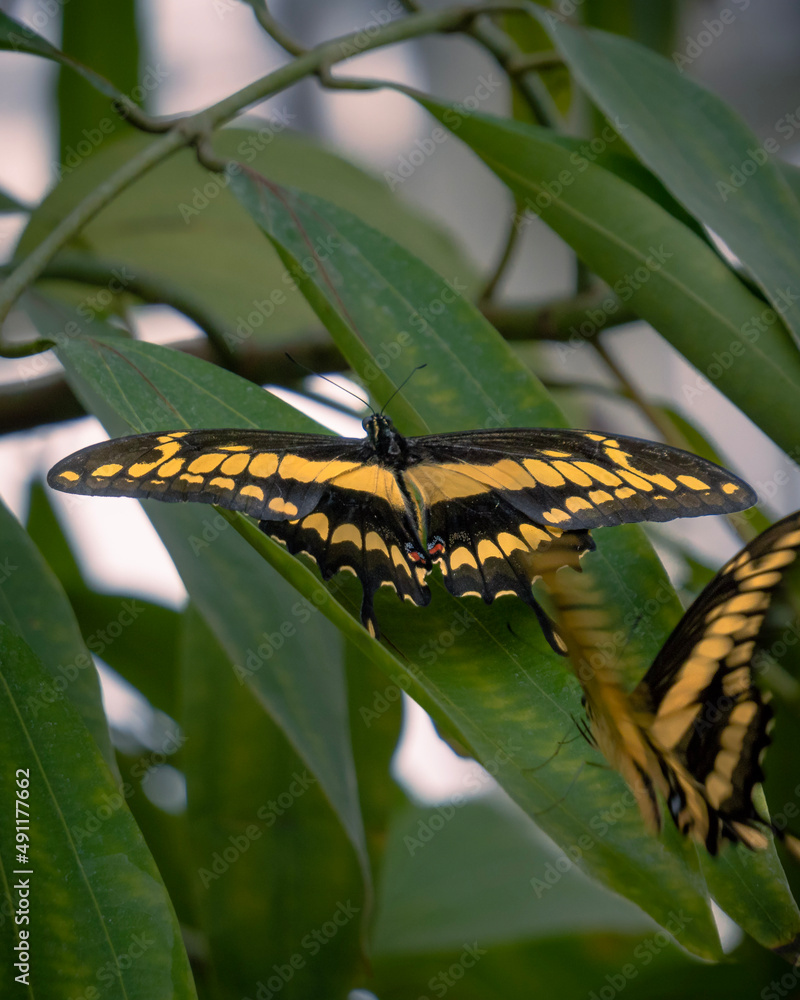 Schwarzer Schmetterling