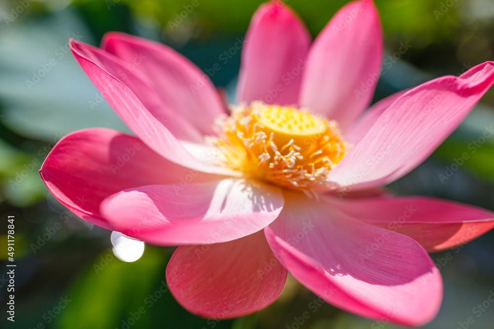 Pink lotus blossom close-up. Water lily flowers blooming on pond Pink lotus blossom close-up. Water lily flowers blooming on pond