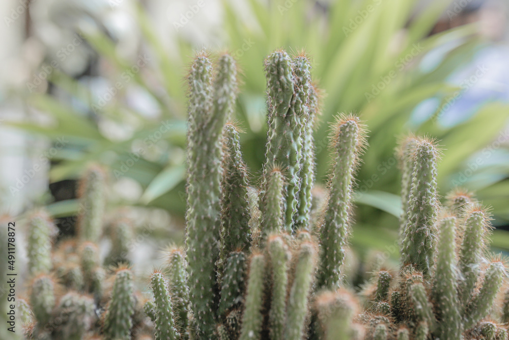 Close up of green cactus background group with shallow depth of field, small cactus tree houseplants Close up of green cactus background group with shallow depth of field, small cactus tree houseplants