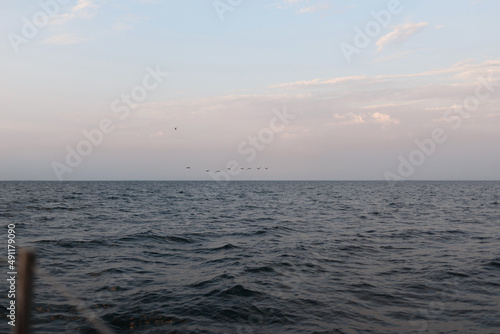 The landscape of the sea with wild birds in the distance