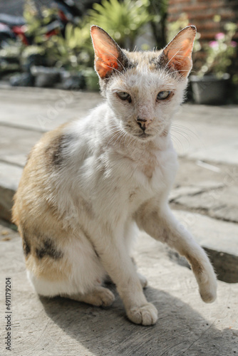 
Injured cat with only a blemish in the eye