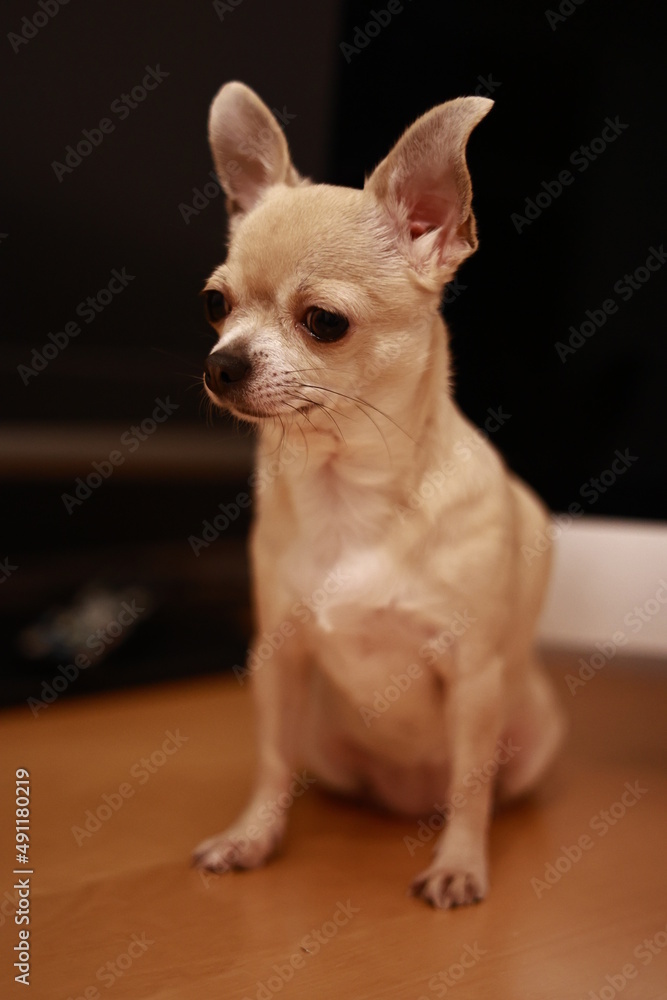 Portrait of beige mini chihuahua dog, black background