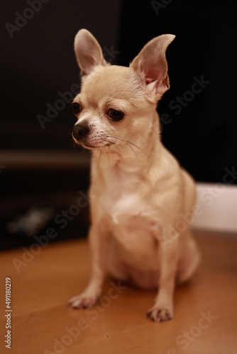 Portrait of beige mini chihuahua dog, black background © tselykh