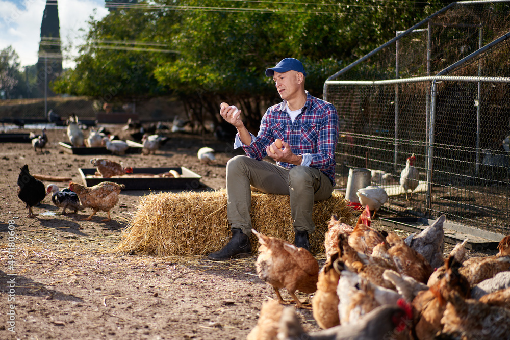 man holding duck egg at poultry farm man holding duck egg at poultry farm