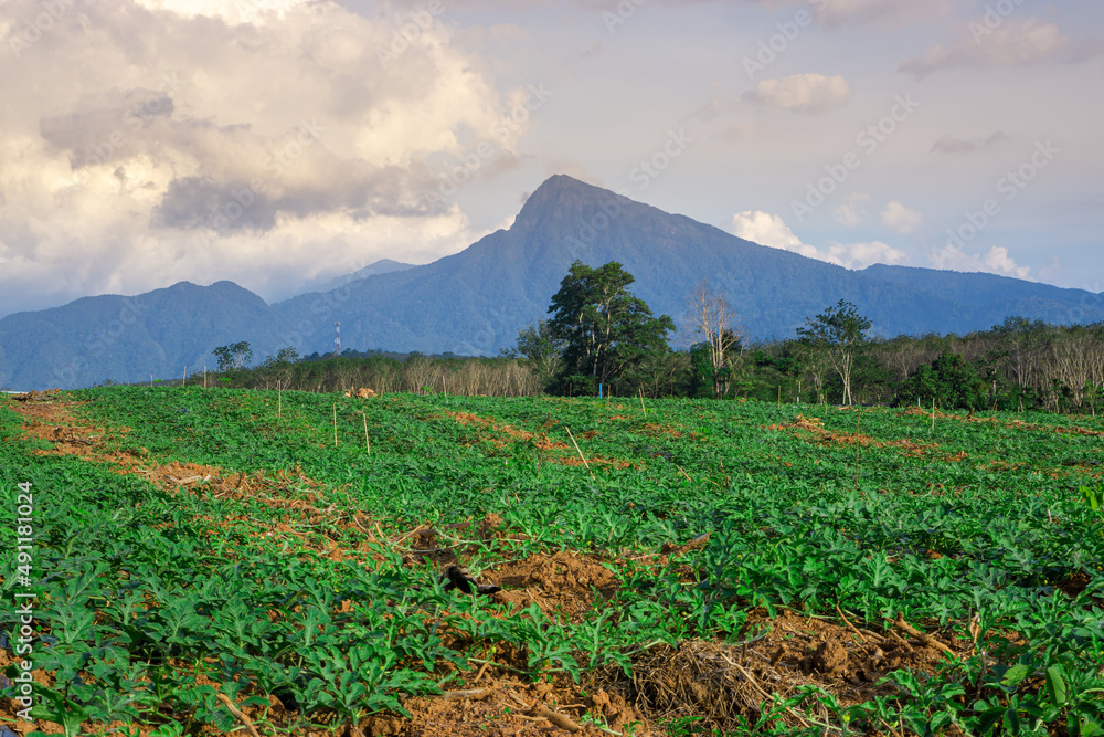 Watermelon farming area in the south of Thailand Watermelon farming area in the south of Thailand