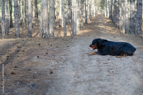 A large black dog lies in a pine forest with a toy.