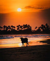 Fototapete Orange Heilige Kuh am Strand Indiens  © Melinda Nagy