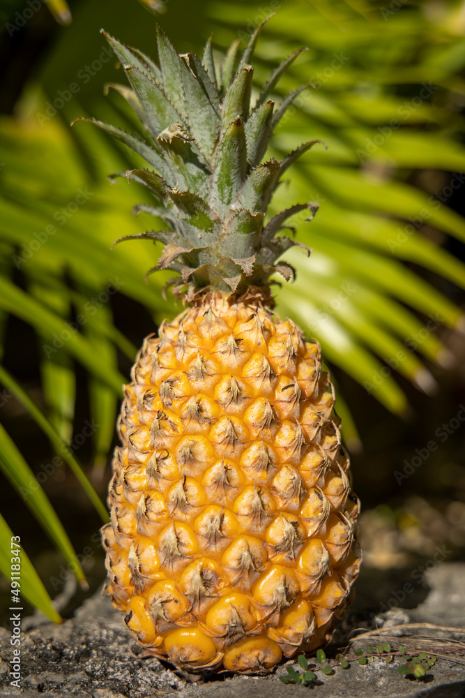Fototapeta premium ananas sur fond de feuilles de cocotier