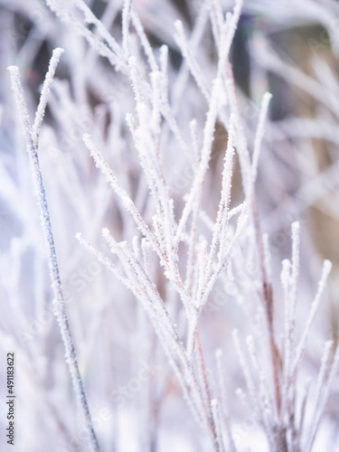 霜で凍った木の枝 © fumoto-lab