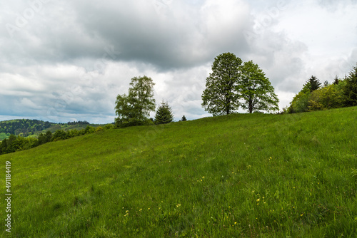 Fresh green springtime meadow with few trees and hill covered by forest on the background in Czech republic